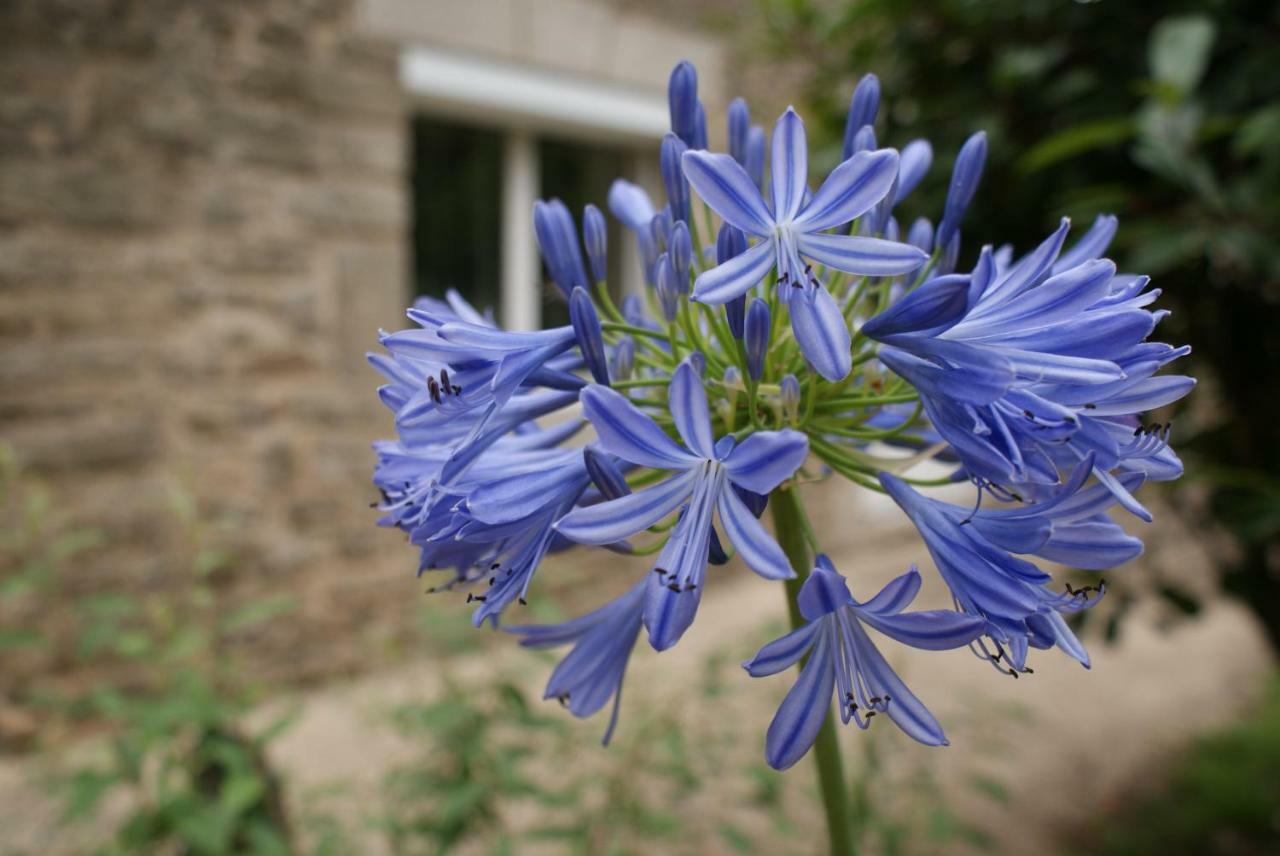 Bed and Breakfast Aux Agapanthes Pluherlin Екстер'єр фото